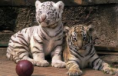 /album/photogallery/tiger-cubs-png/